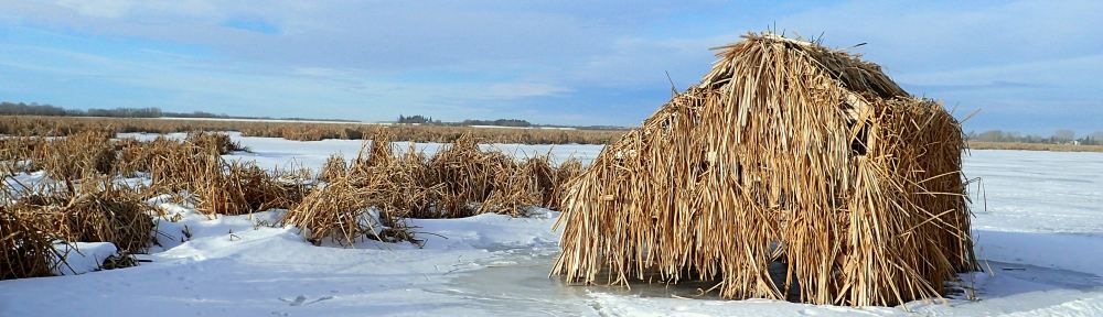 Duck blind with bull rush reeds used as camouflage on Egg Lake. 