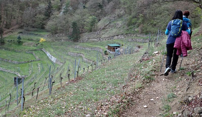 The trail traversing terraced vineyards below