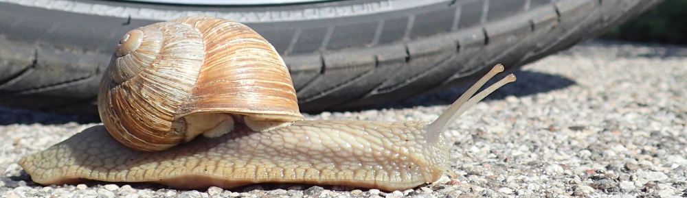 A large snail with shell proceeding past a bike tire in the background.  