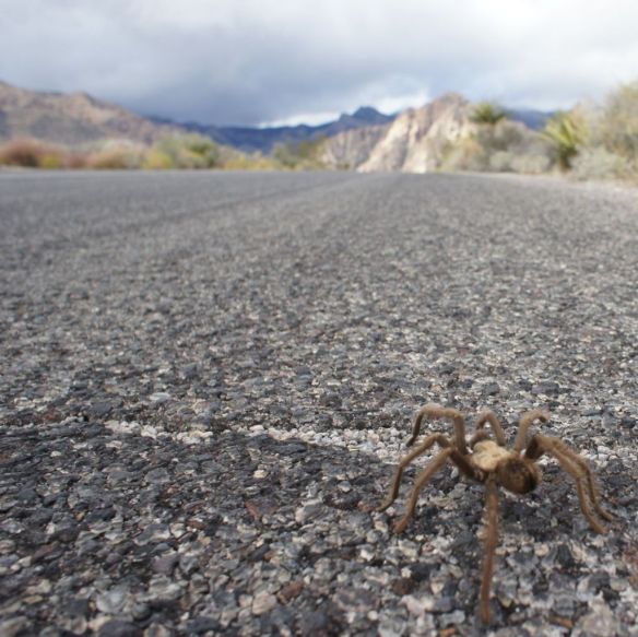 2014-LasVegas-Day2-Desert Critter