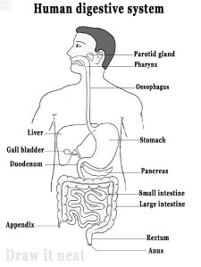 Human Digestive System