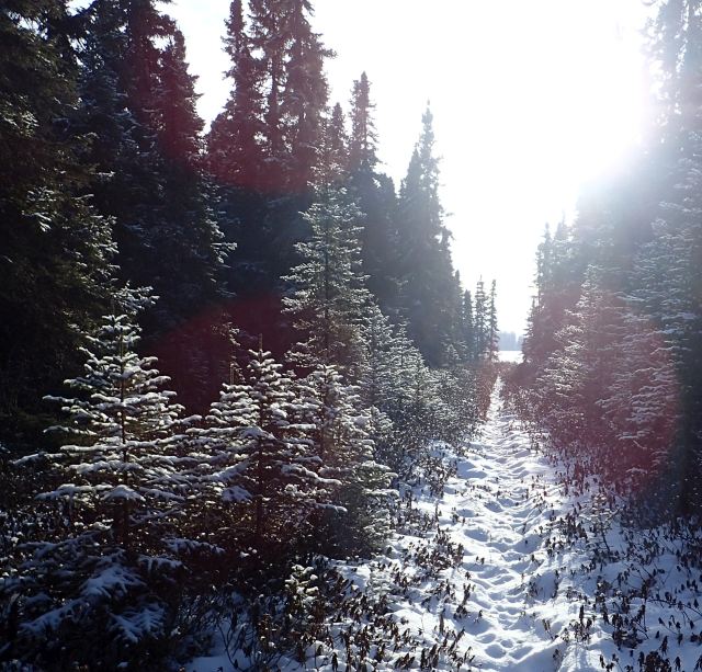 Trail heading into Lily Lake.