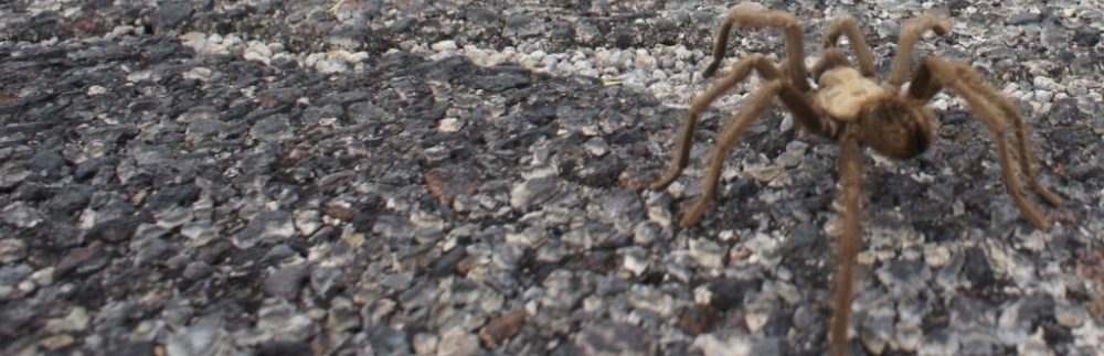 Organizational Biology