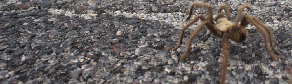 Organizational Biology