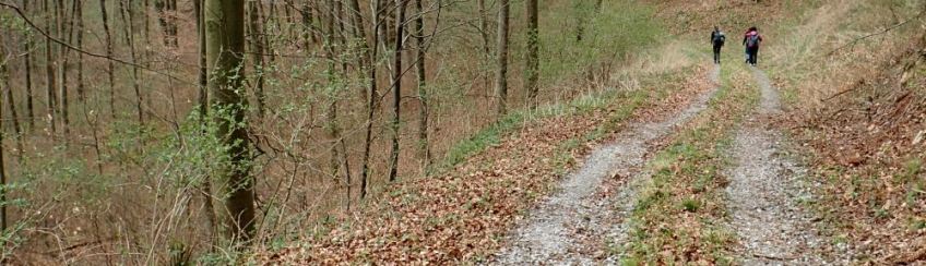 The Wachau World Heritage Trail follows both narrow single tracks and wider forest roads, such as this one.