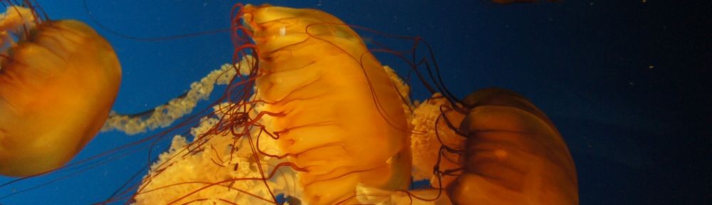 Organizational Biology