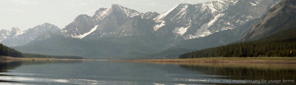 Organizational Biology