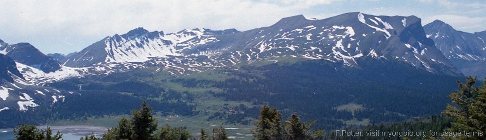 Organizational Biology