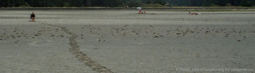 Organizational Biology