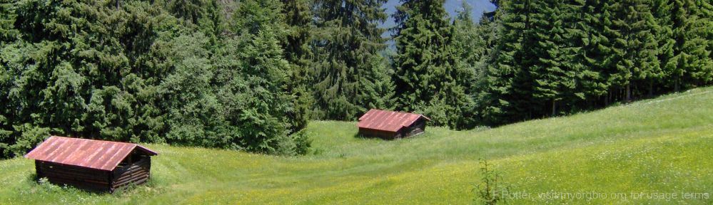 Organizational Biology