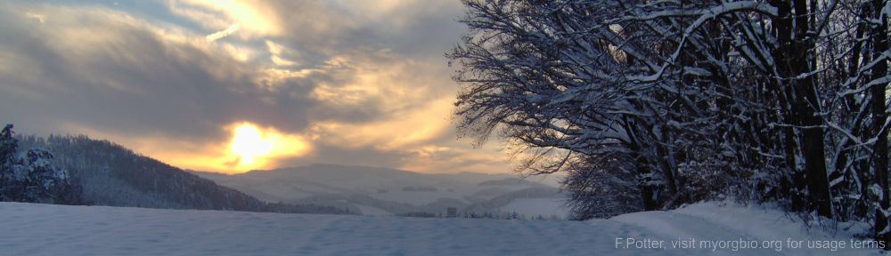 Organizational Biology