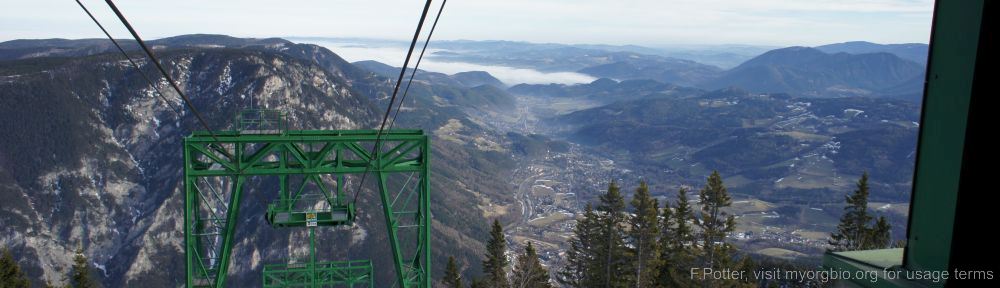 Organizational Biology