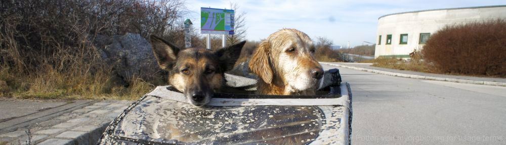 Organizational Biology