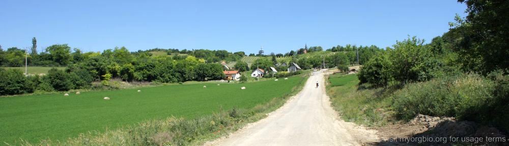 Organizational Biology