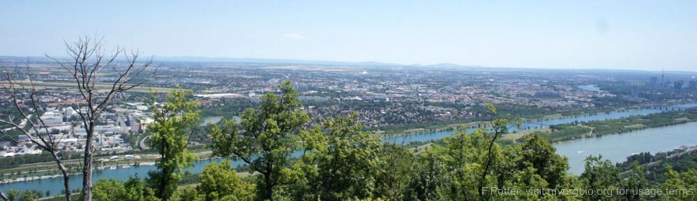 Organizational Biology