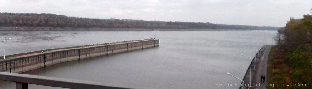 Organizational Biology