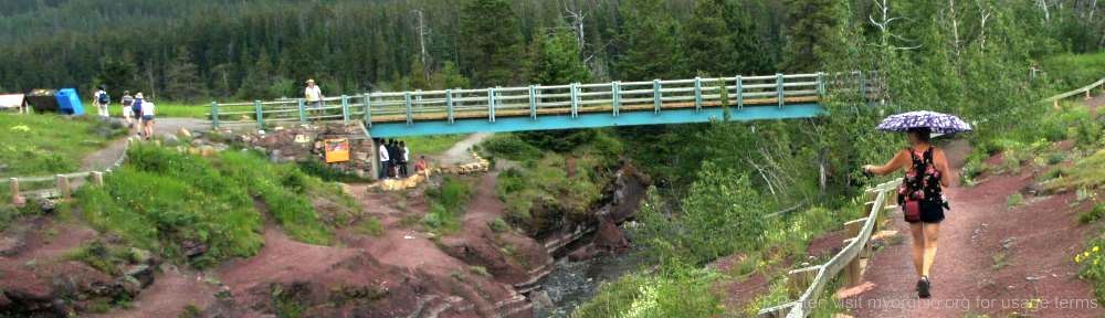 Organizational Biology