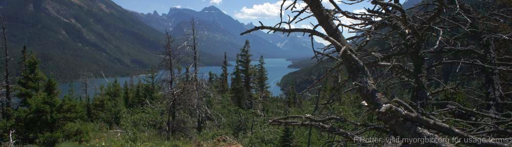 Organizational Biology