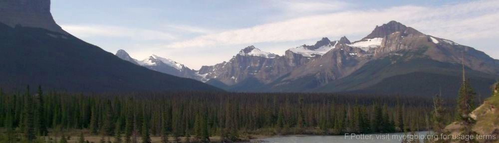 Organizational Biology