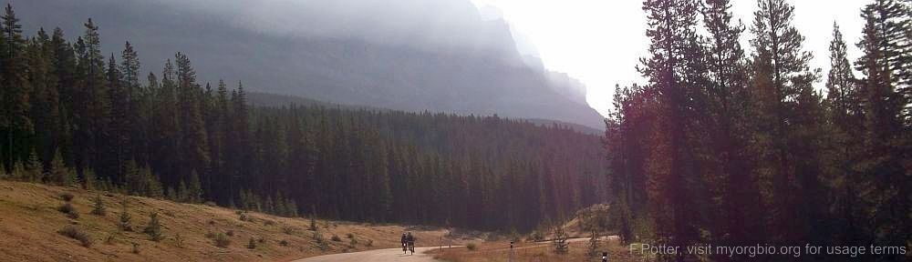 Organizational Biology