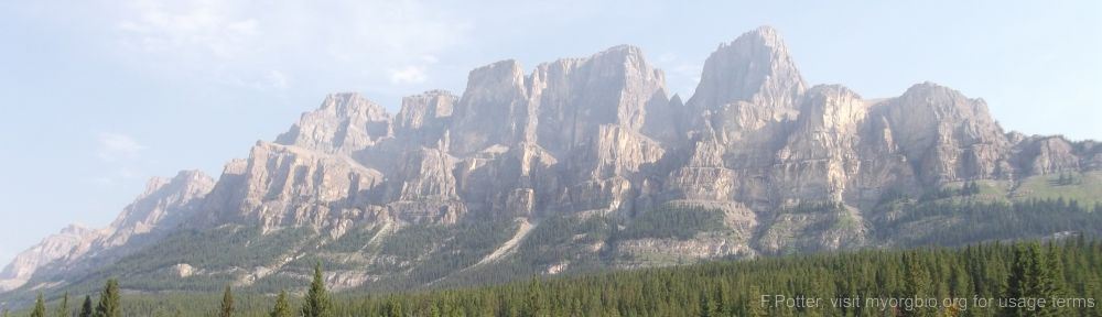 Organizational Biology