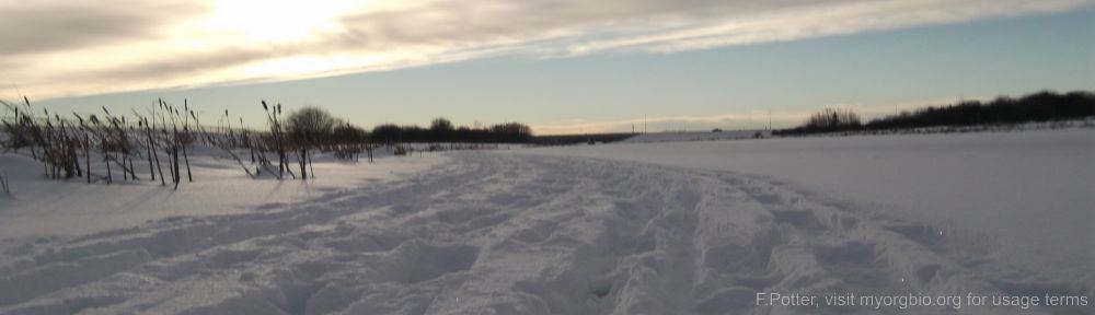 Organizational Biology