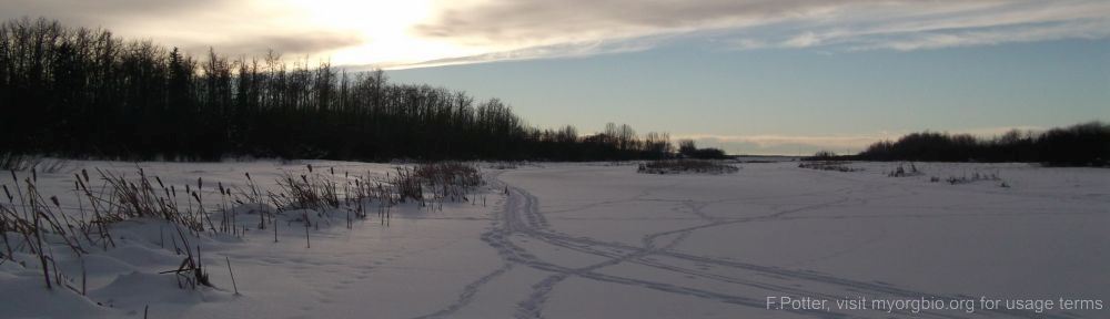 Organizational Biology