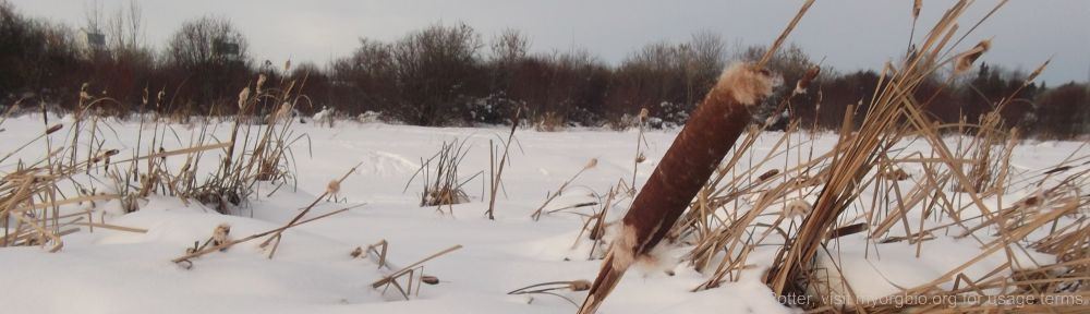 Organizational Biology