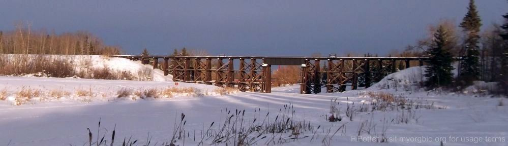 Organizational Biology