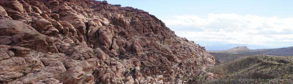 Organizational Biology