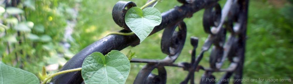 Organizational Biology