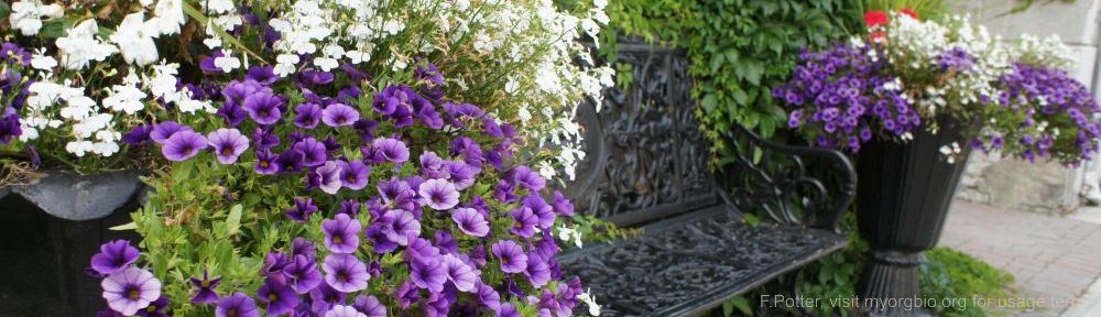 Organizational Biology