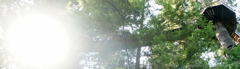 Organizational Biology