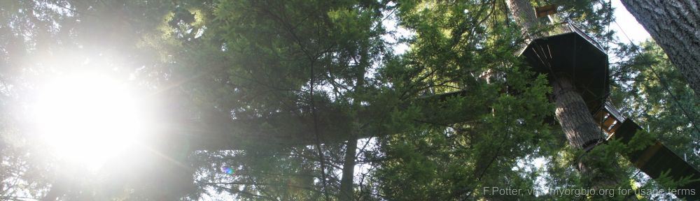 Organizational Biology