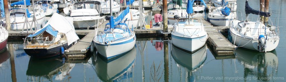 Organizational Biology