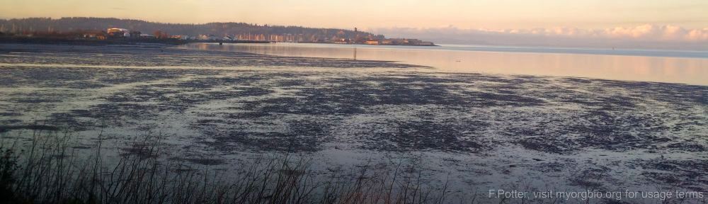 Organizational Biology