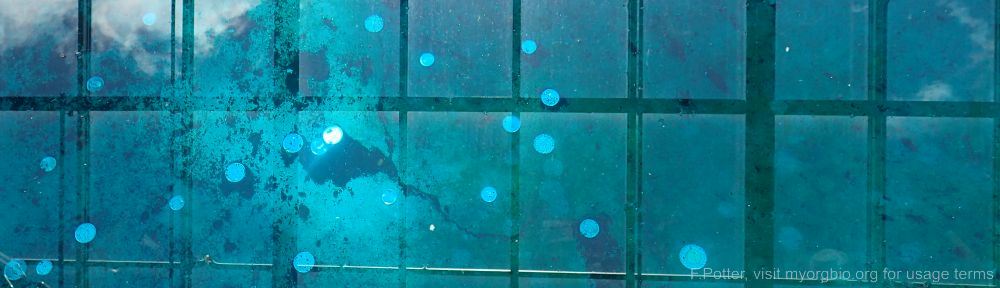 Organizational Biology