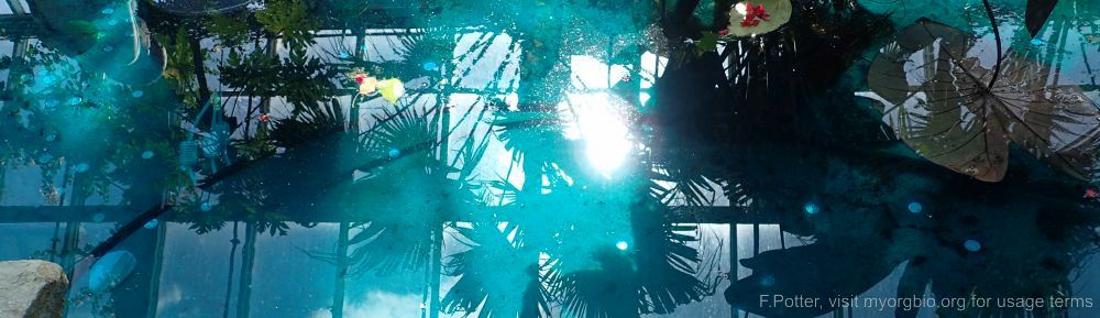 Organizational Biology