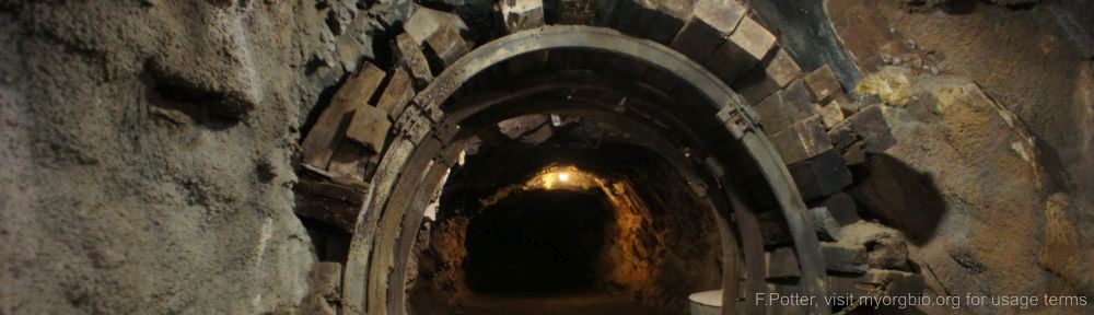 Organizational Biology