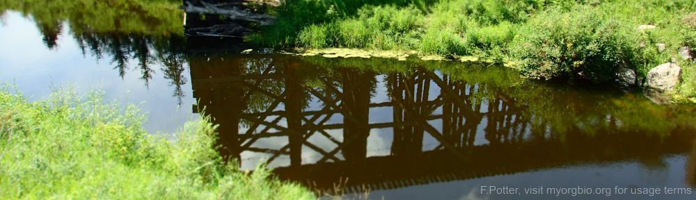 Organizational Biology