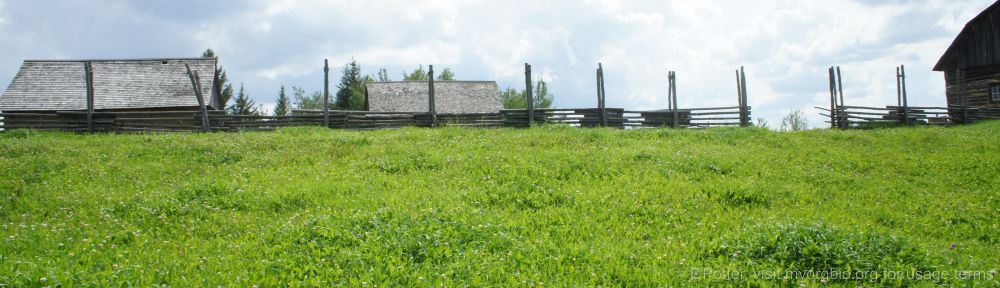 Organizational Biology