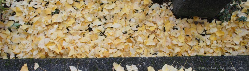 Organizational Biology