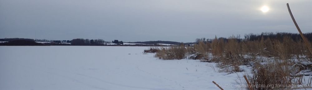 Organizational Biology