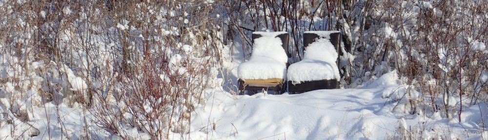 Organizational Biology