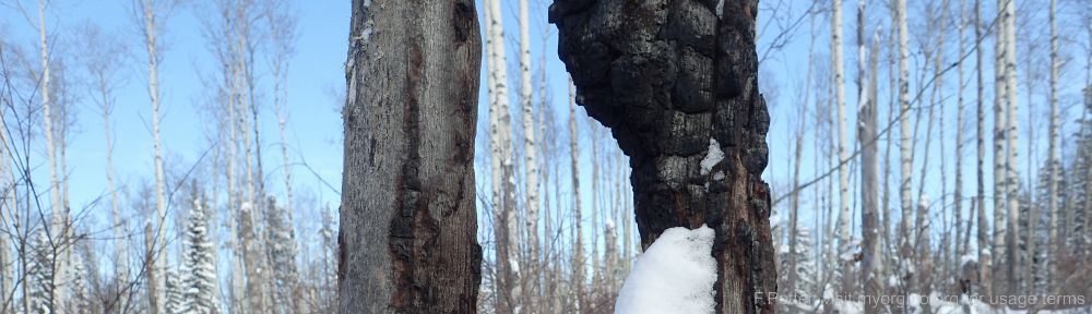 Organizational Biology