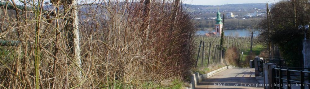 Organizational Biology