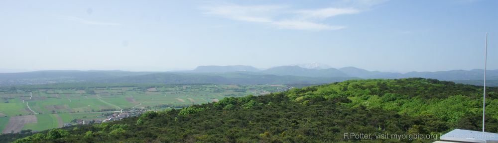 Organizational Biology