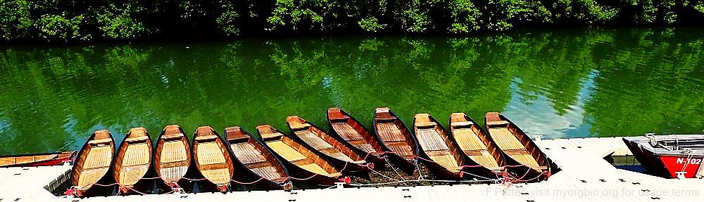 Organizational Biology