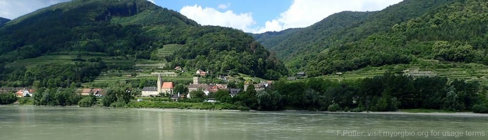 Organizational Biology