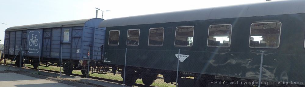 Organizational Biology